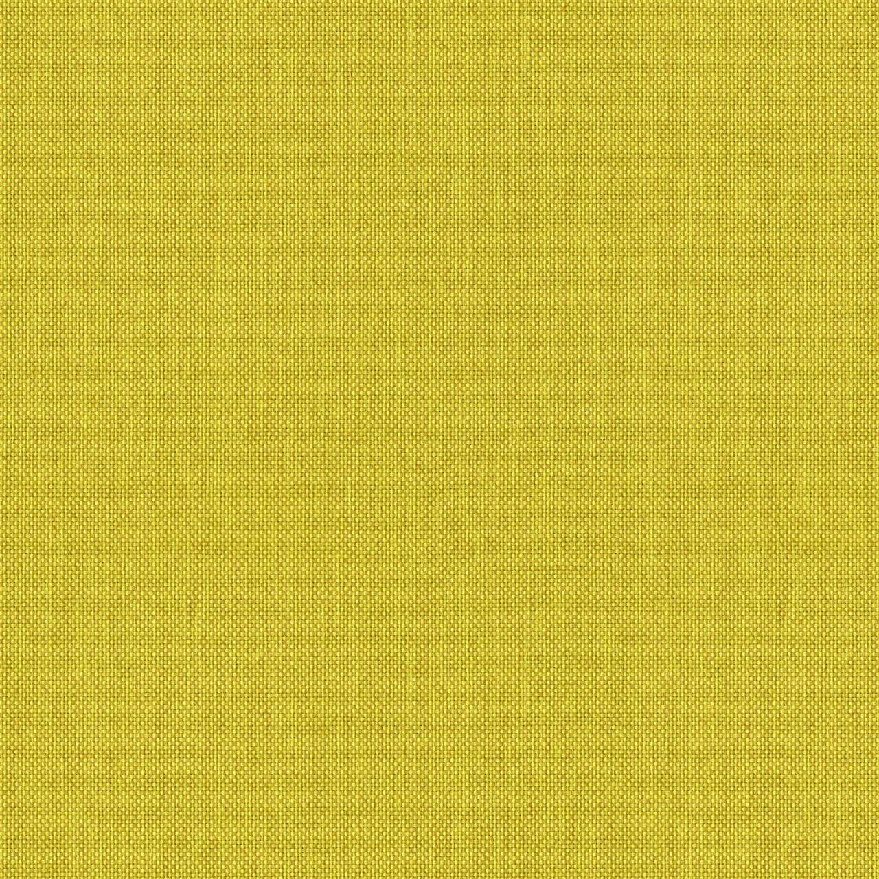 Oxeye