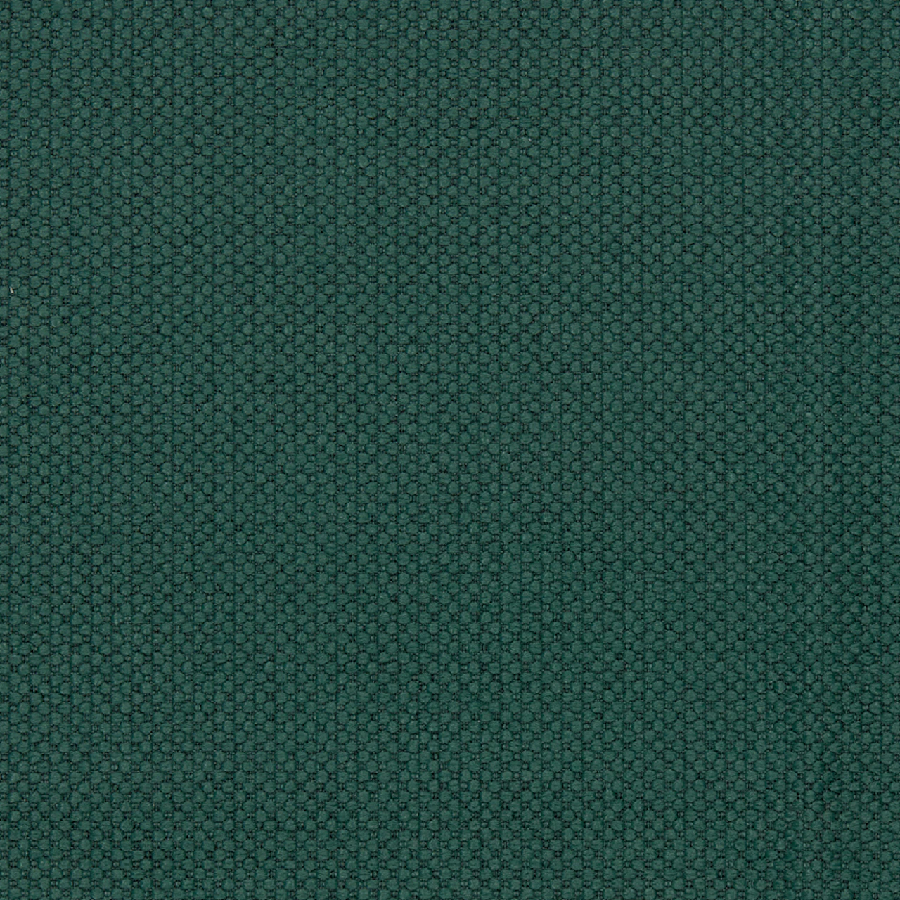 Gator