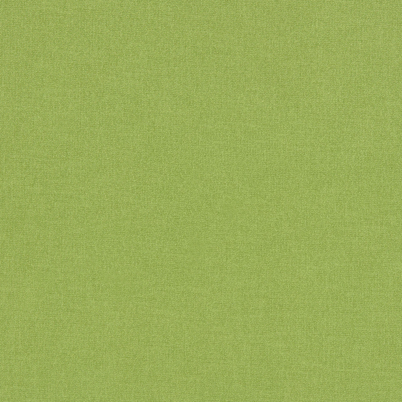 Parakeet