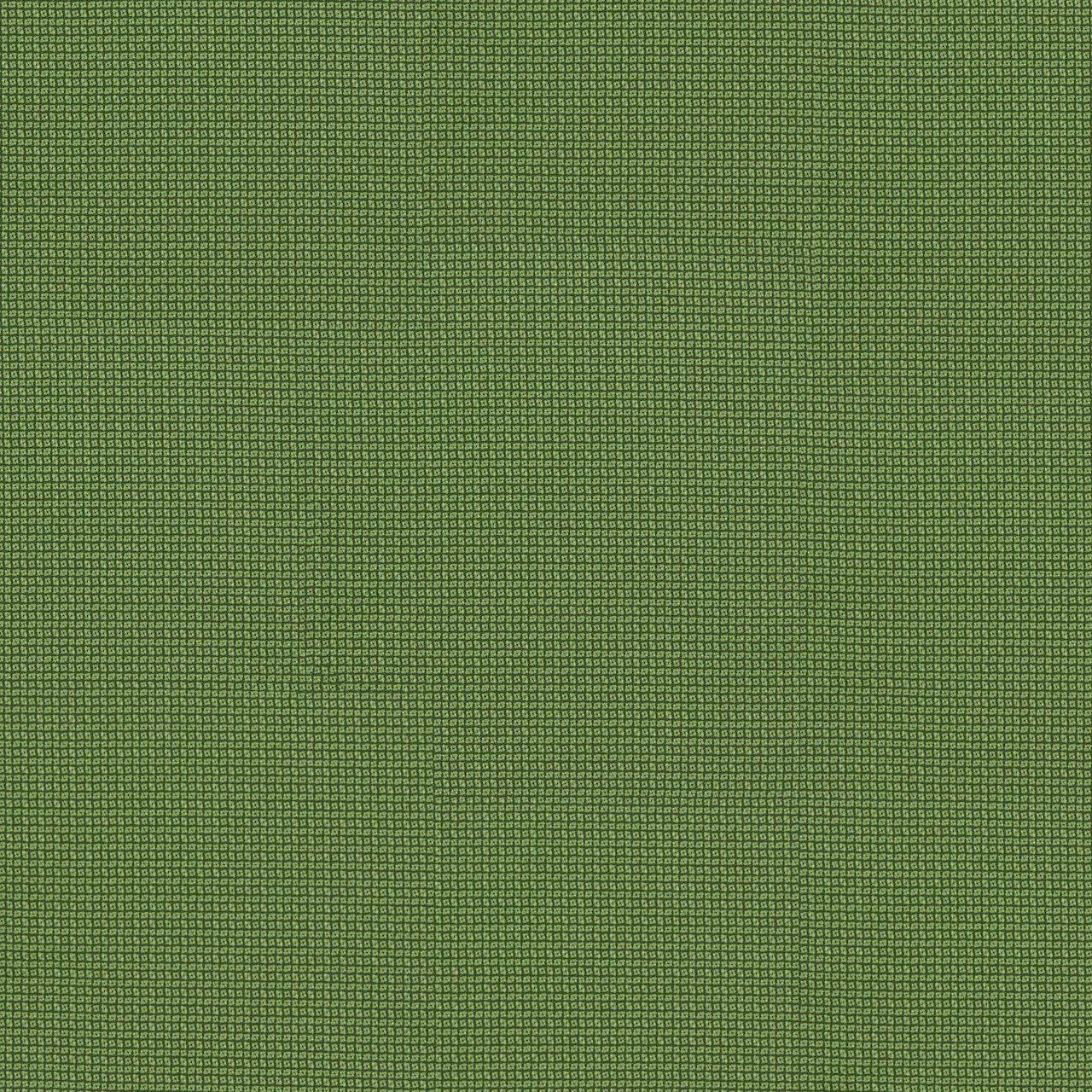 Alligator