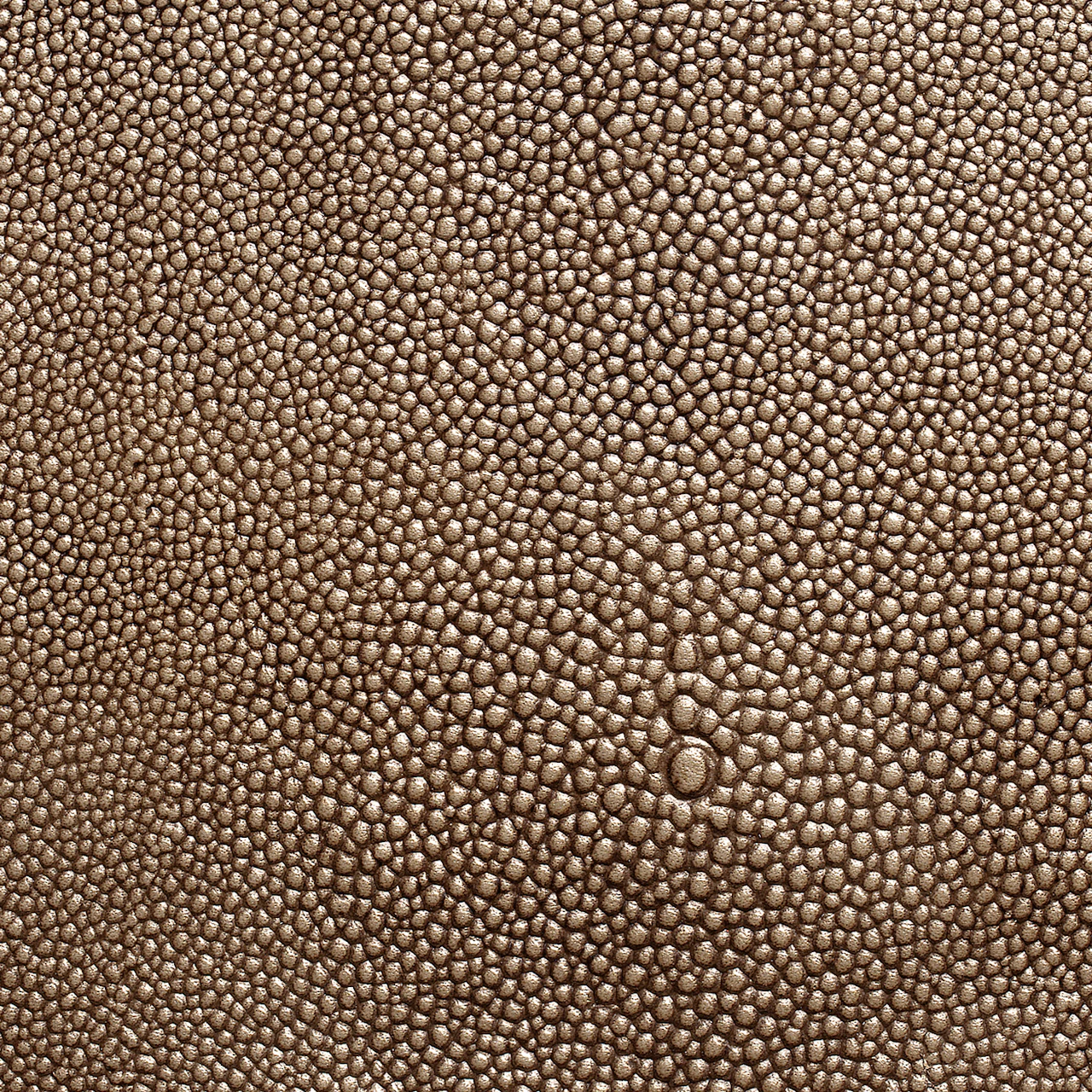 Grey Oyster