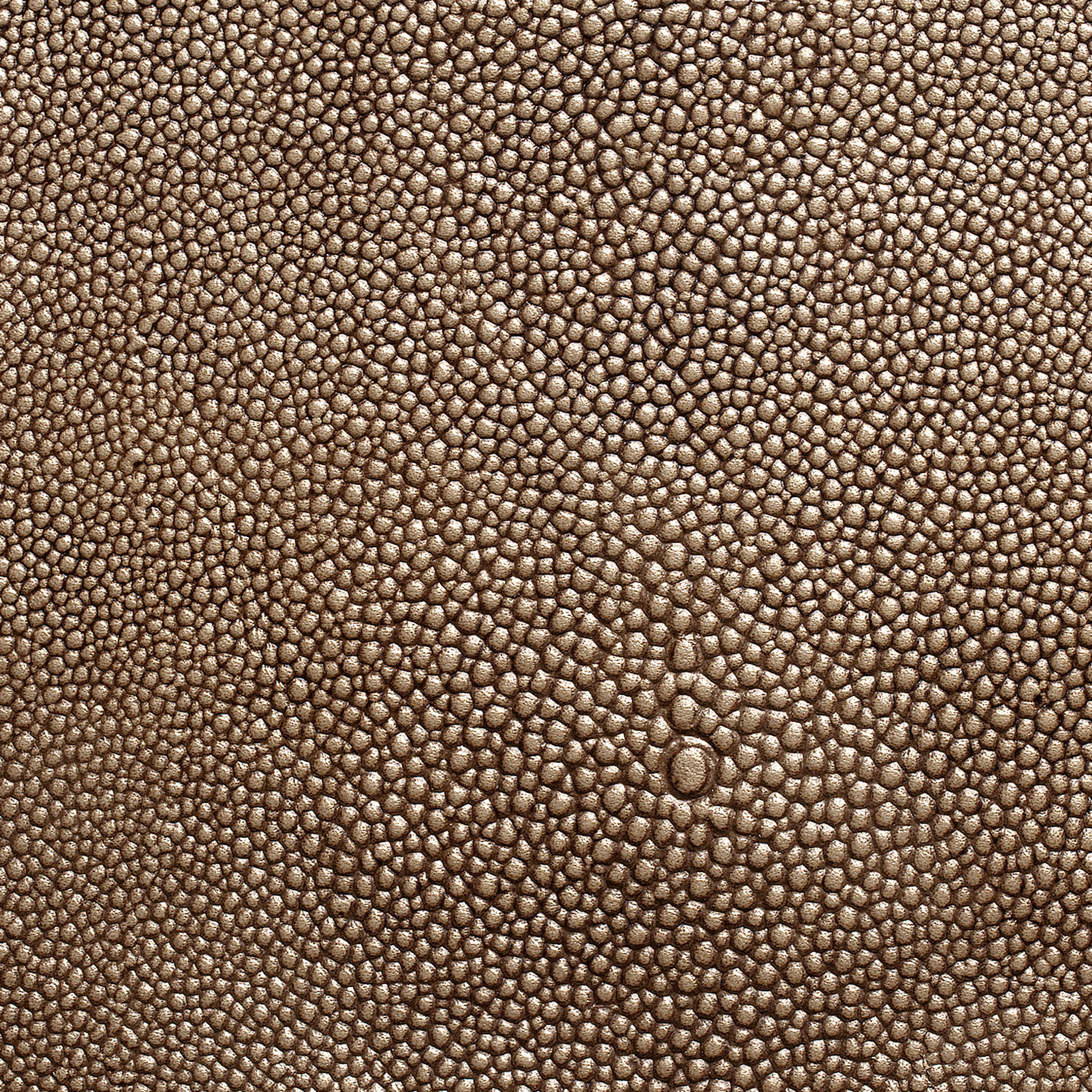 Grey Oyster