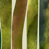 Pond