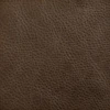 Brown Bear