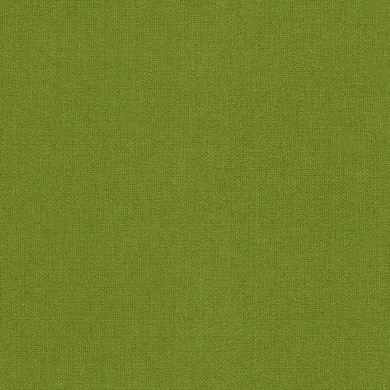 Basil