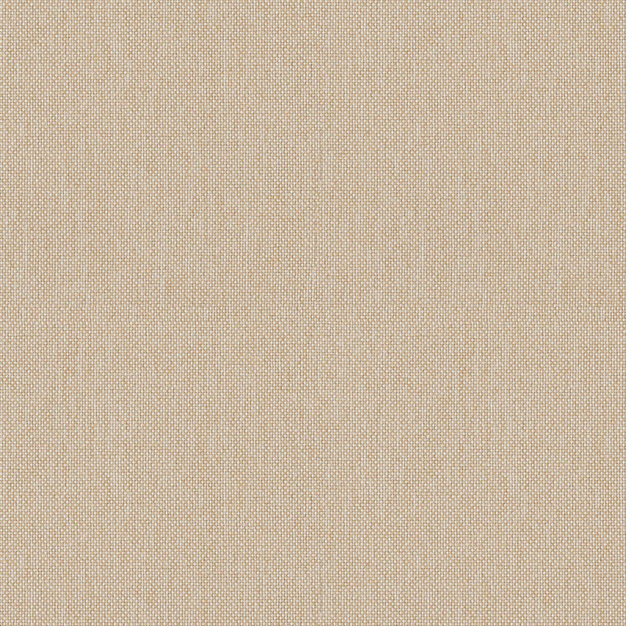 Cottontail