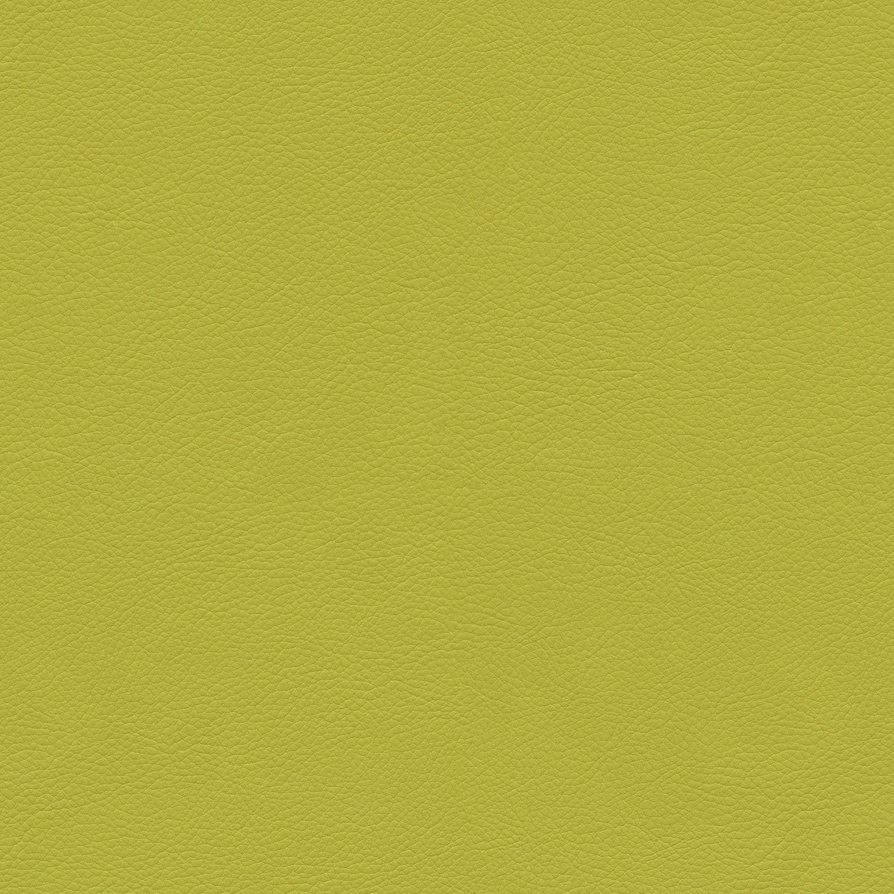 Lizard