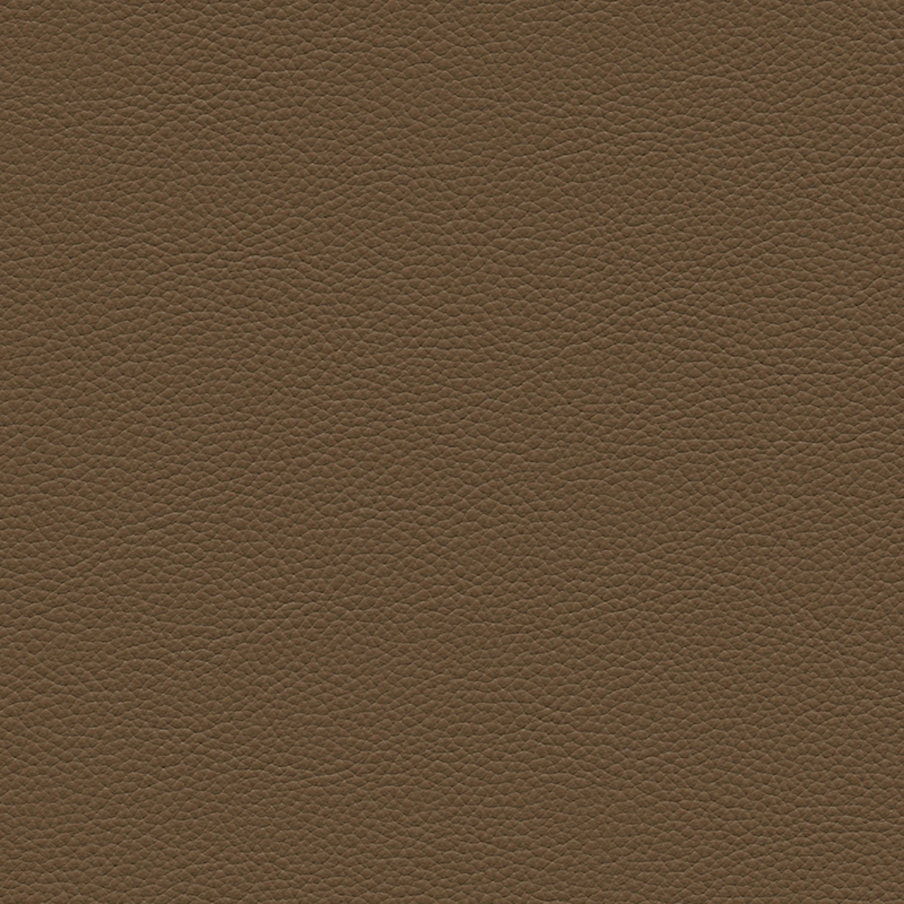 Clove