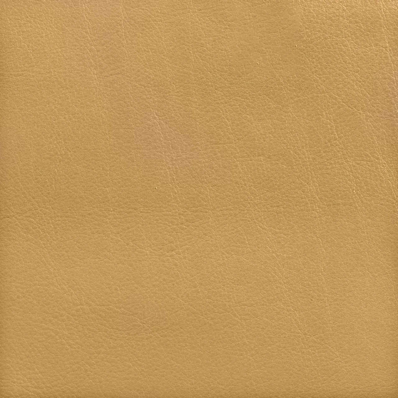 Macadamia