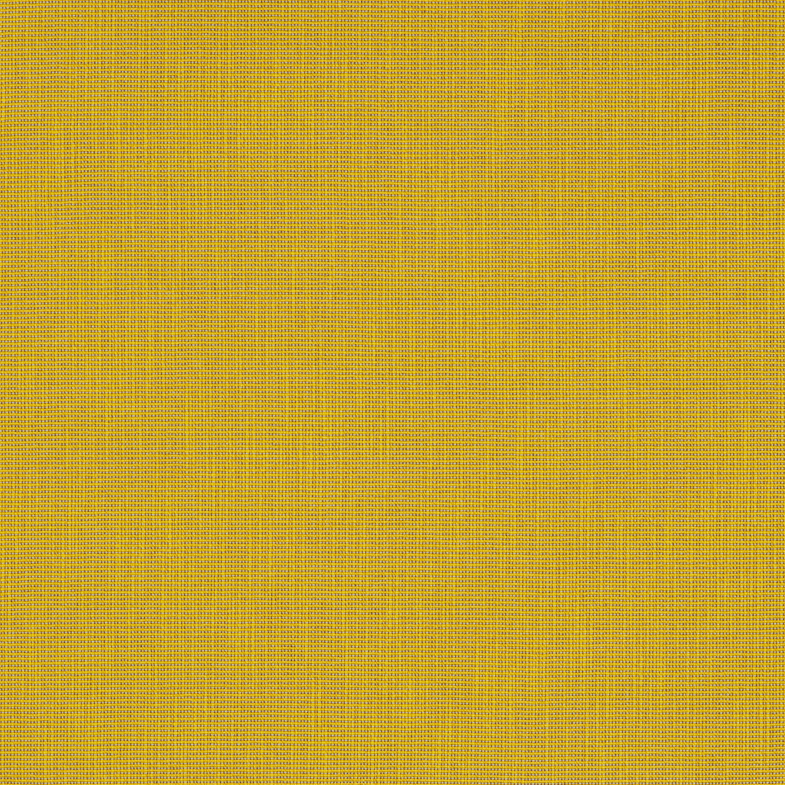 Forsythia