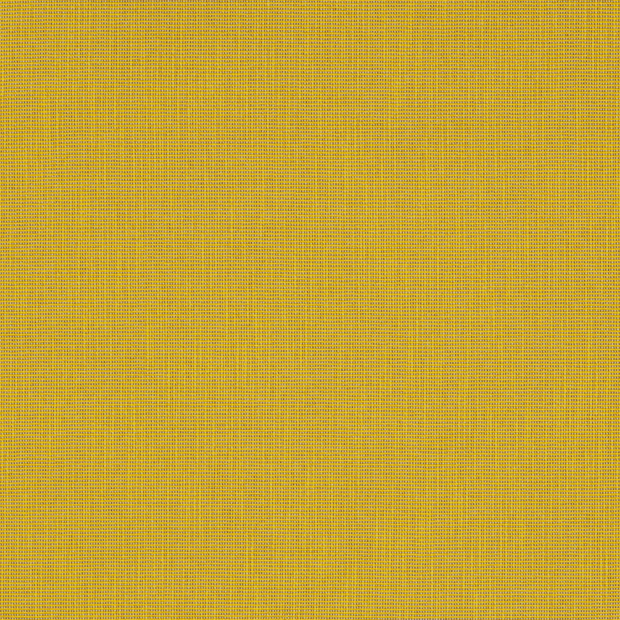Forsythia
