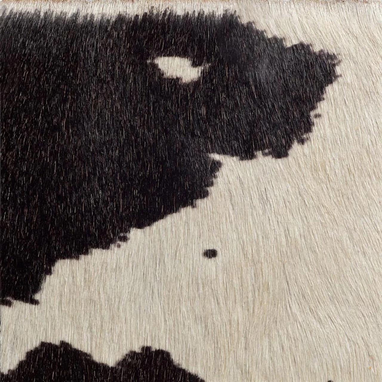 Black/white Cow Prin