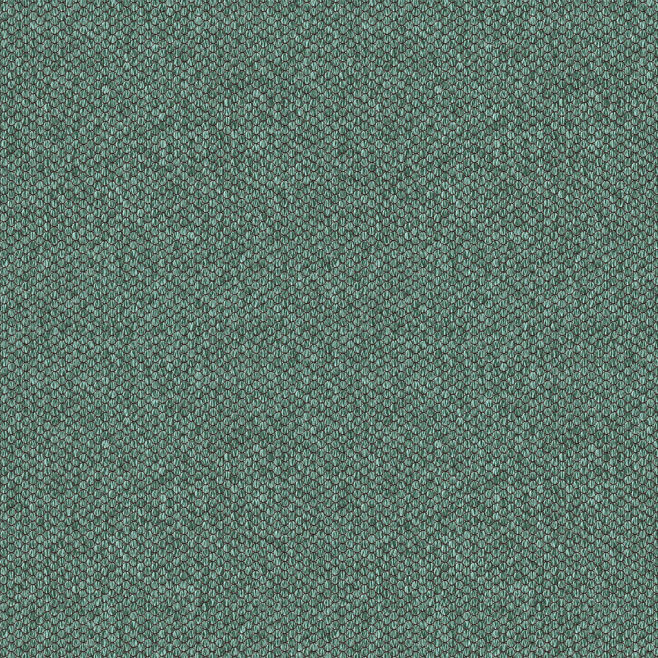 Eucalyptus