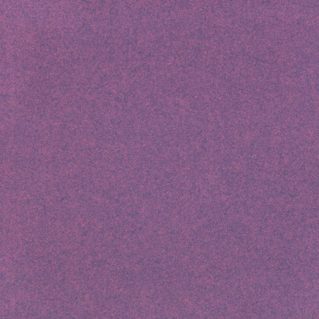 Candytuft