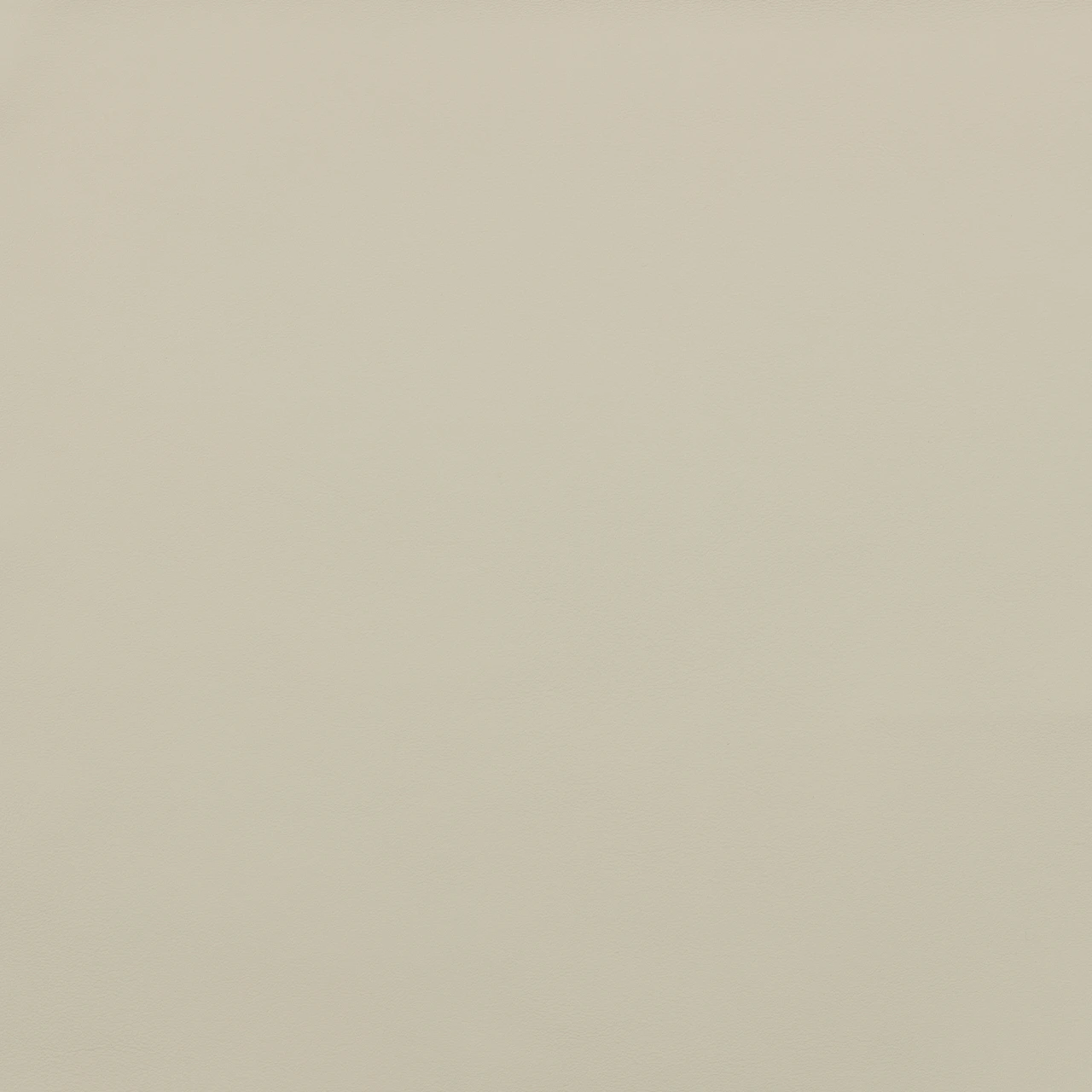 Palomino